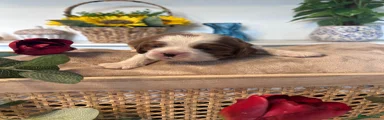 Cavalier King Charles Spaniel - Green 