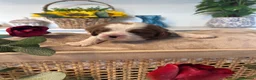 Cavalier King Charles Spaniel dogs for sale: 6 Full Breed King Charles Cavalier Puppies  - Advert 9