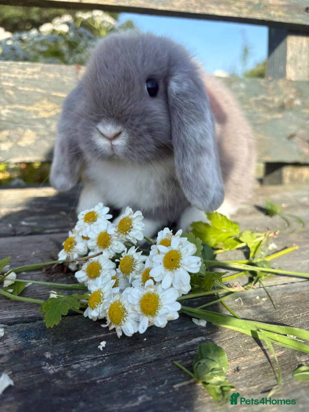 Mini Lop rabbits for sale: Baby Mini Lops - Advert 1