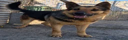 German Shepherd dogs for adoption: 🚨‼️URGENT‼️🚨 Bandit 💙🐾 - Advert 14