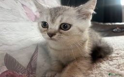 British Shorthair cats for sale: 1 BSH colour point & 4 rainbow BSH Chinchillas - Image 23