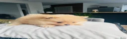 Pomeranian dogs for sale: Pomeranian puppies for sale - Advert 4