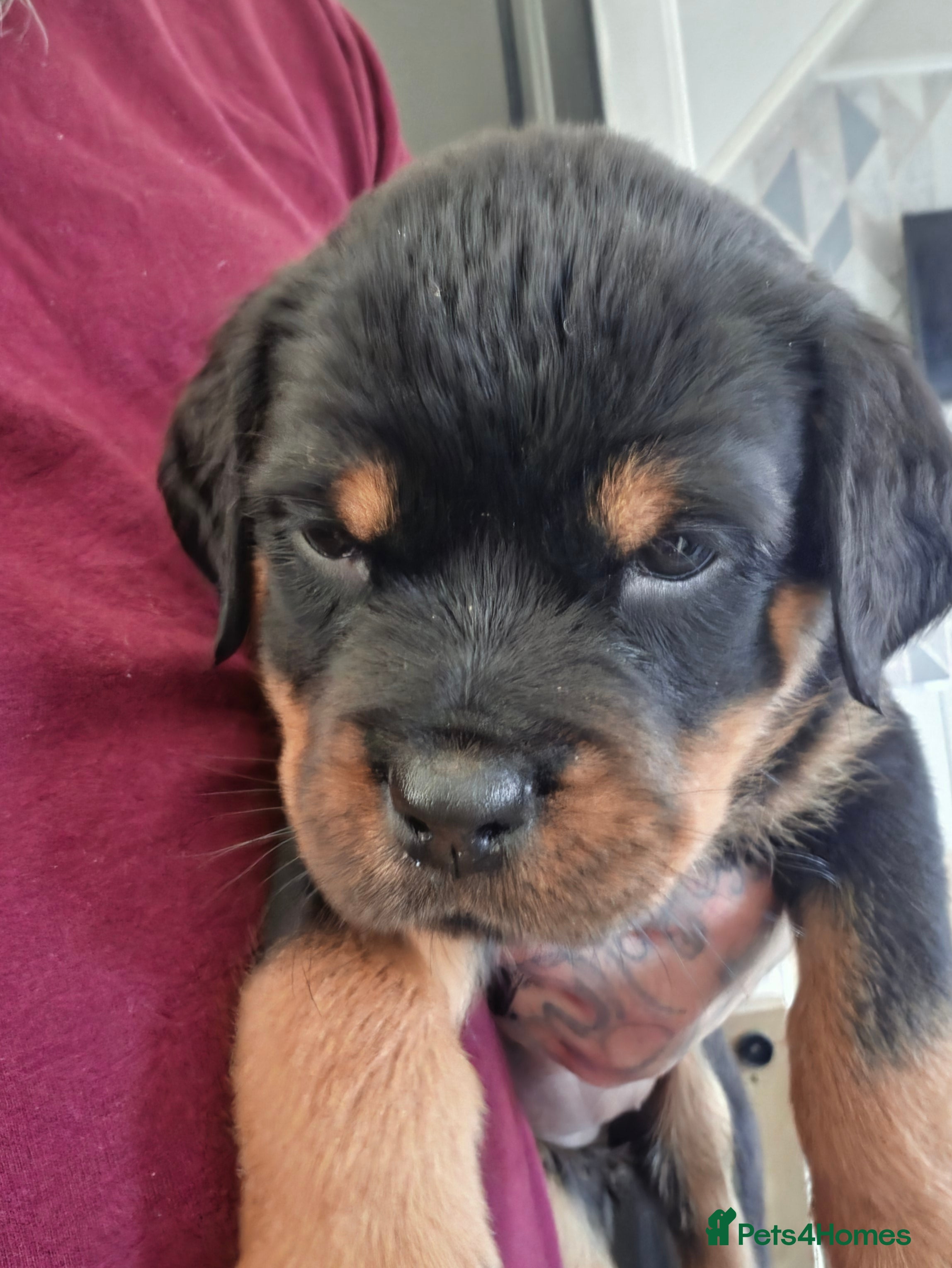 Rottweiler dogs Rottweiler puppies ready 17th june☆1 boy 1 girl☆ - Advert 2