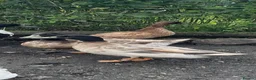 Ducks poultry for sale: Two call duck cross mallard drakes - Advert 1