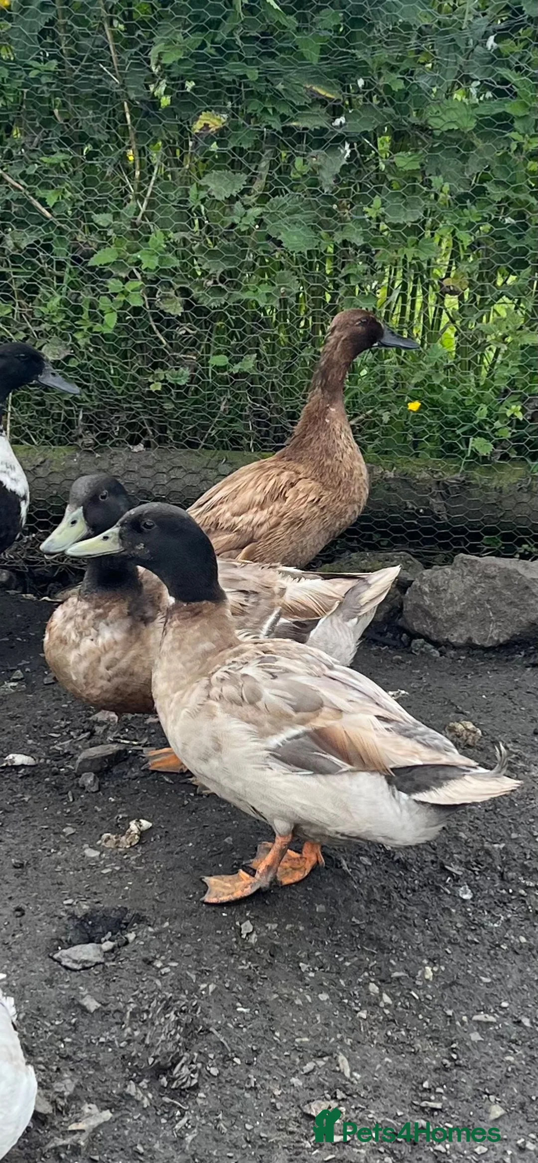 Ducks poultry for sale: Two call duck cross mallard drakes - Advert 1