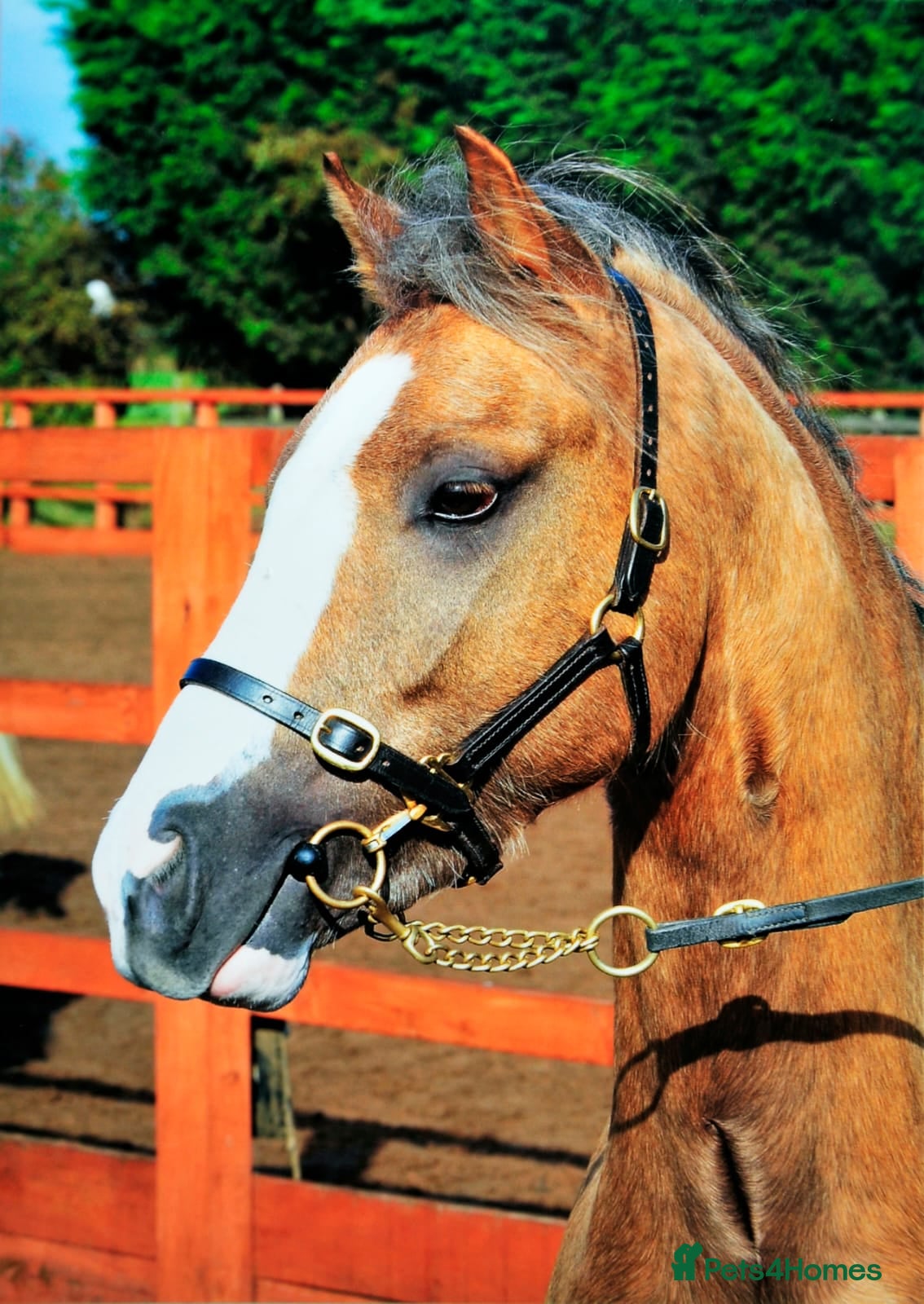 Welsh Section B horses Birkenbrook celebration - Charlie - Advert 1