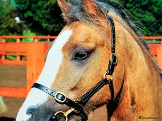Welsh Section B horses Birkenbrook celebration - Charlie - Advert 5