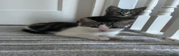 Norwegian Forest Cat cats for sale: Gorgeous Norwegian Forest Cat Cross Kittens - Advert 2