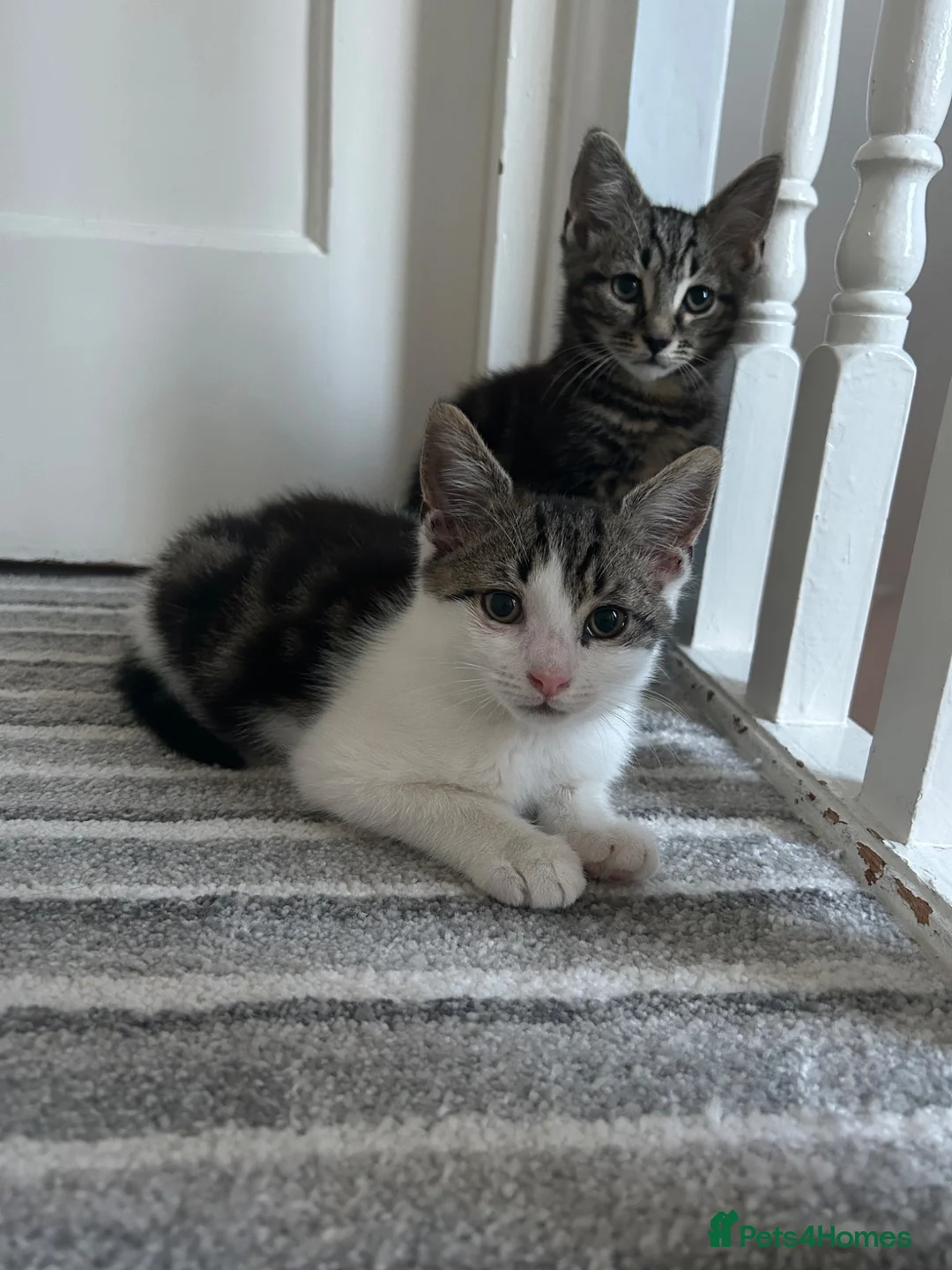 Norwegian Forest Cat cats for sale: Gorgeous Norwegian Forest Cat Cross Kittens - Advert 2