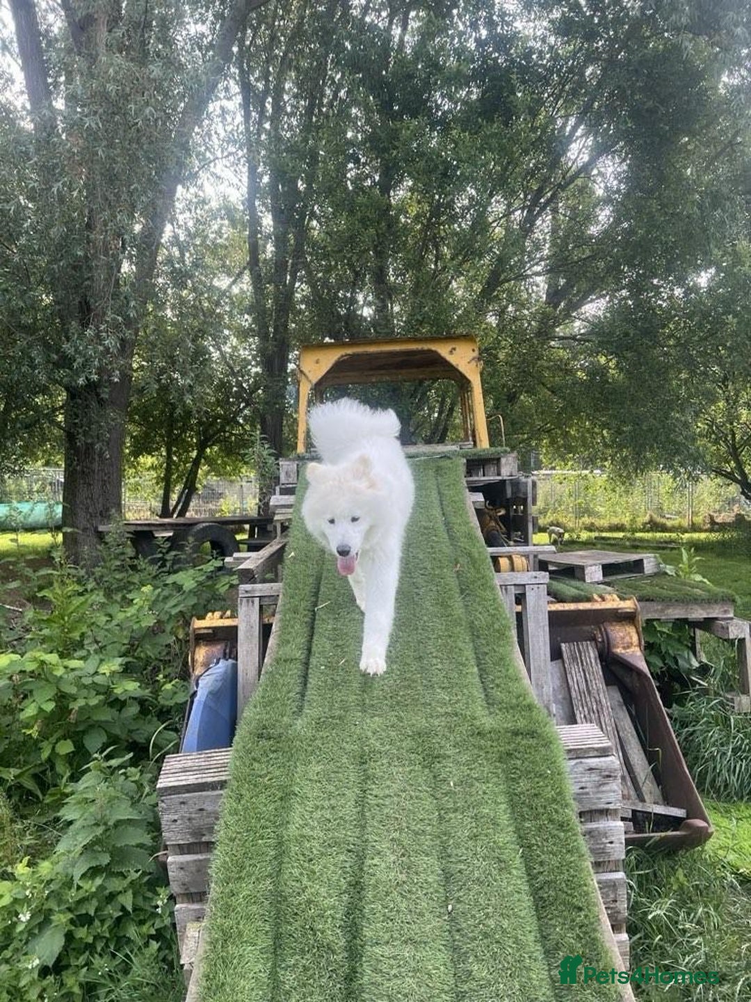 Samoyed dogs for sale: 10 Month Old Samoyed Ready for His Forever Home! - Advert 16