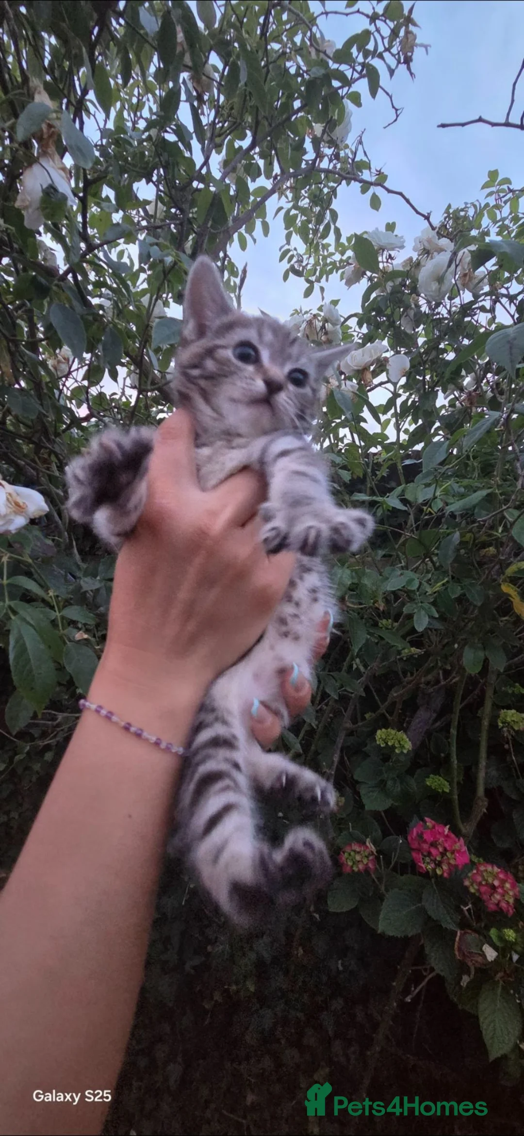 Mixed Breed dogs for sale: Beautiful  cat for sale - Advert 1