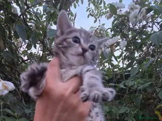 Mixed Breed dogs Beautiful kittens for sale - Advert 2