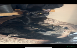 Mixed Breed cats for sale: Bengal x Bombay - kitten  - Image 13