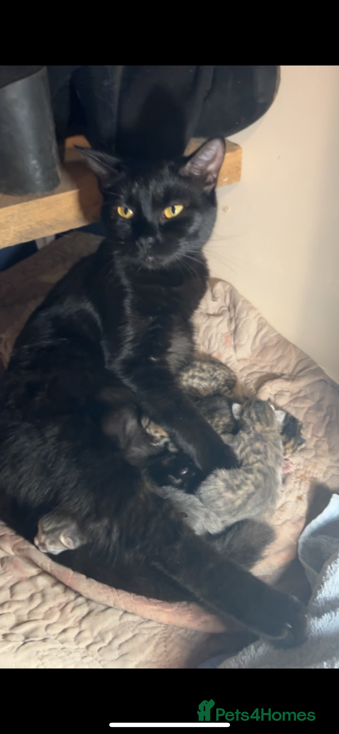 Mixed Breed cats for sale: Bengal x Bombay - kitten  - Image 13