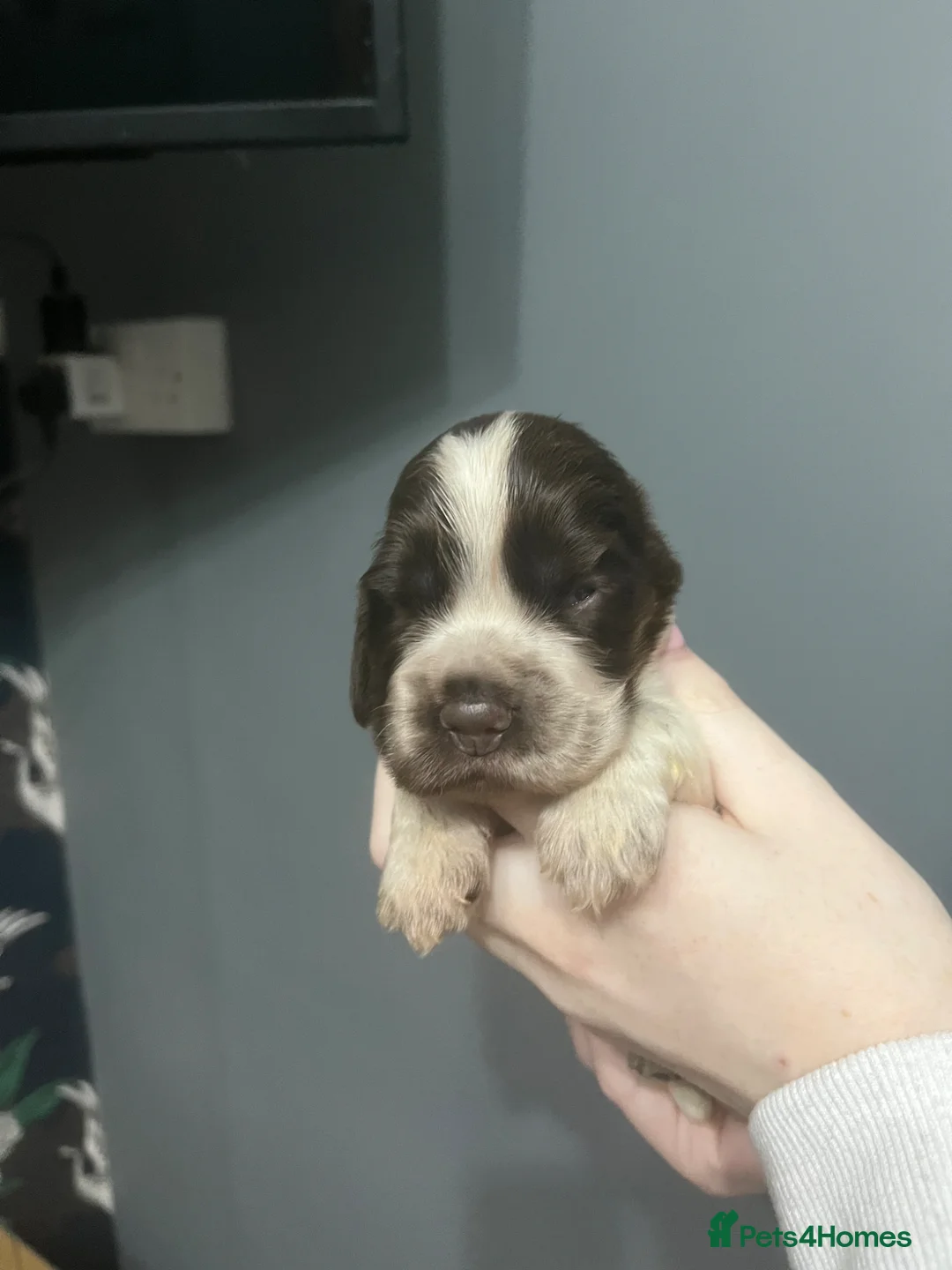 Cocker Spaniel dogs for sale: GORGEOUS KC reg, SHOW COCKER PUPS - Advert 2