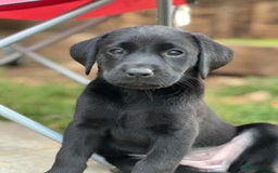 Labrador Retriever dogs for sale: 2beautiful black puppiesAVAILABLE READY to leave. - Image 19