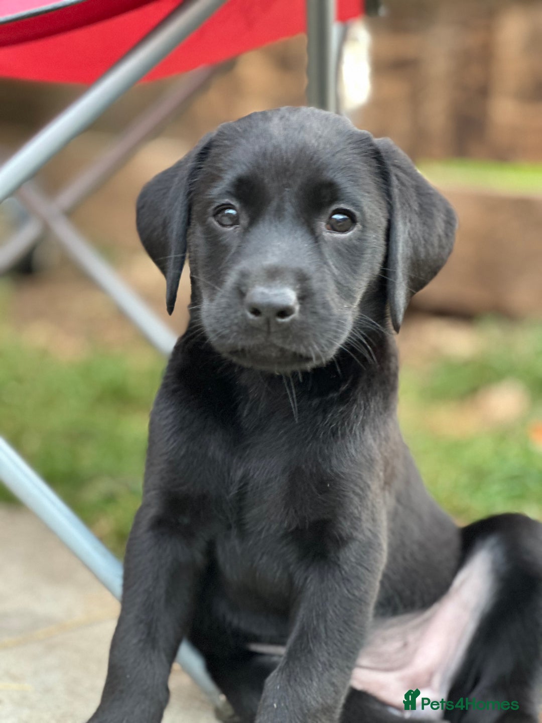 Labrador Retriever dogs for sale: 2beautiful black puppiesAVAILABLE READY to leave. - Image 19