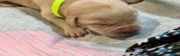 Labrador Retriever dogs for sale: Labrador puppies for sale  - Advert 30
