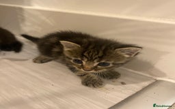 Mixed Breed cats for sale: 2 girl long haired tabby kittens  - Image 4