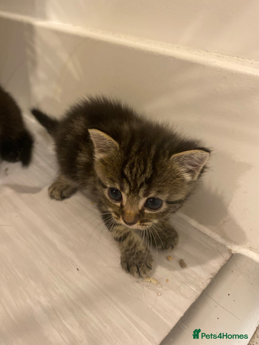 Mixed Breed cats for sale: 2 girl long haired tabby kittens  - Image 4