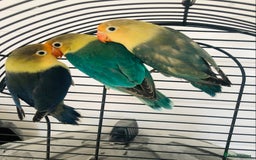 Lovebirds birds for sale: Beautiful lovebirds for sale. - Image 1