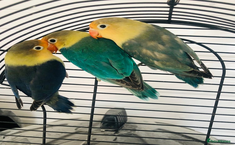 Lovebirds birds - Advert 2