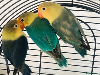 Lovebirds birds - Advert 2