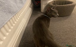 Mixed Breed cats for sale: 2 year old female  - Image 1