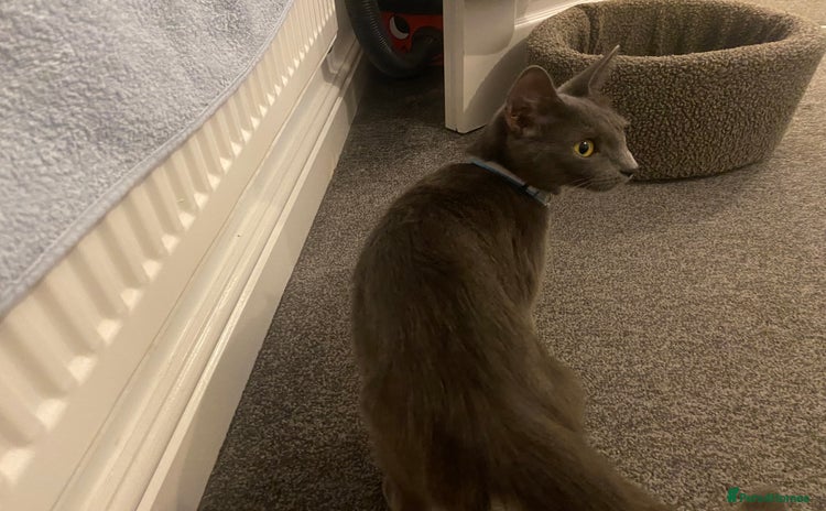 Mixed Breed cats for sale - Advert 1