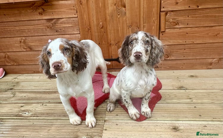 Cocker Spaniel dogs - Advert 15