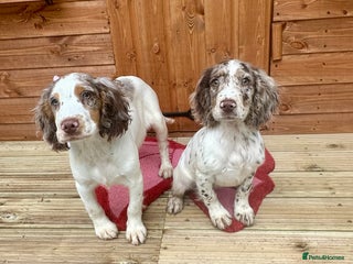 Cocker Spaniel dogs - Advert 20