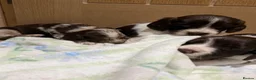 Cocker Spaniel dogs for sale: Beautiful Cocker Spaniel Puppies Beautiful Colours - Advert 7