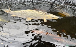 Koi Carp fish for sale: Selection of Koi, Goldfish and sturgeon - Image 4