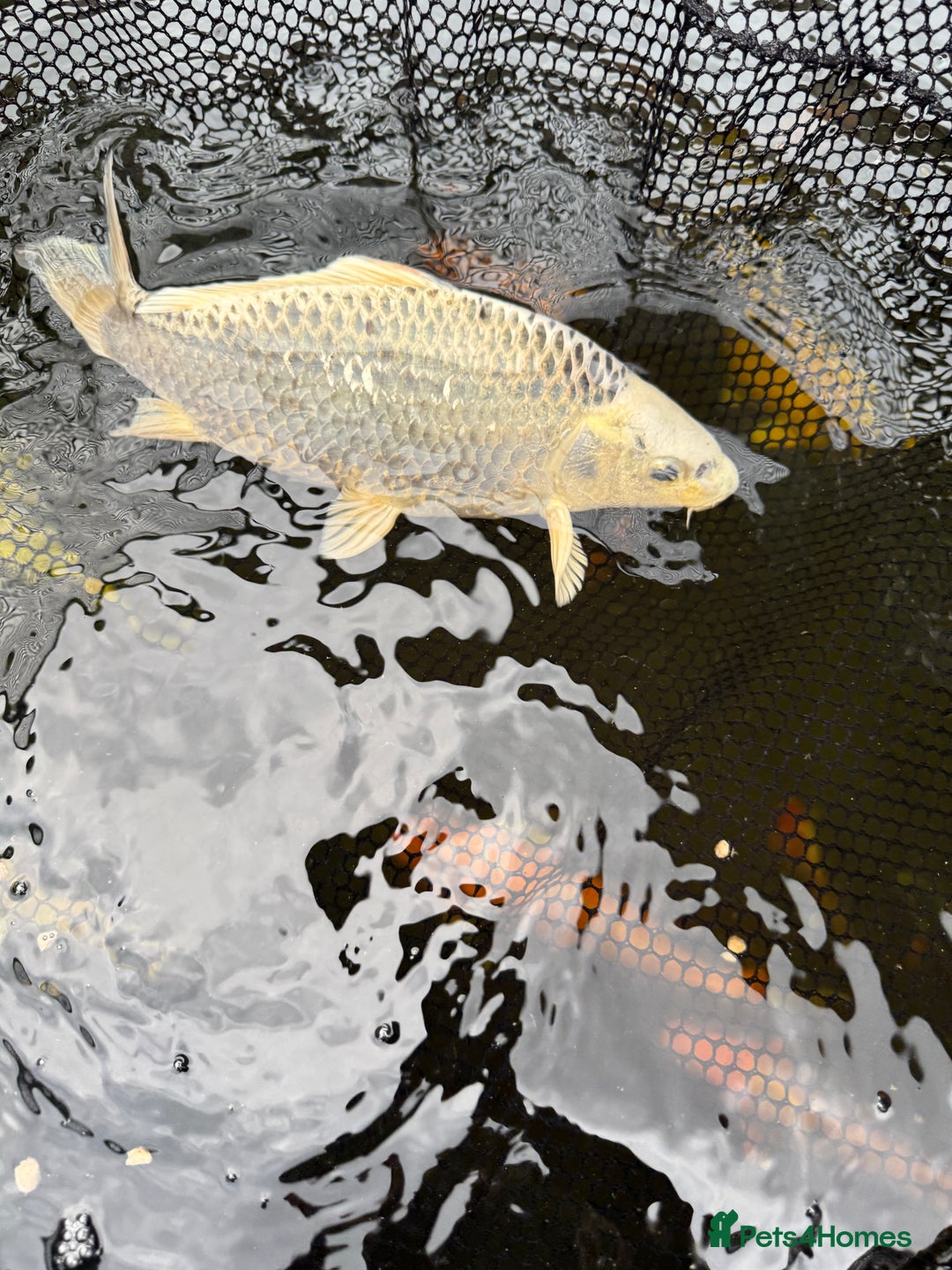 Koi Carp fish for sale: Selection of Koi, Goldfish and sturgeon - Image 4