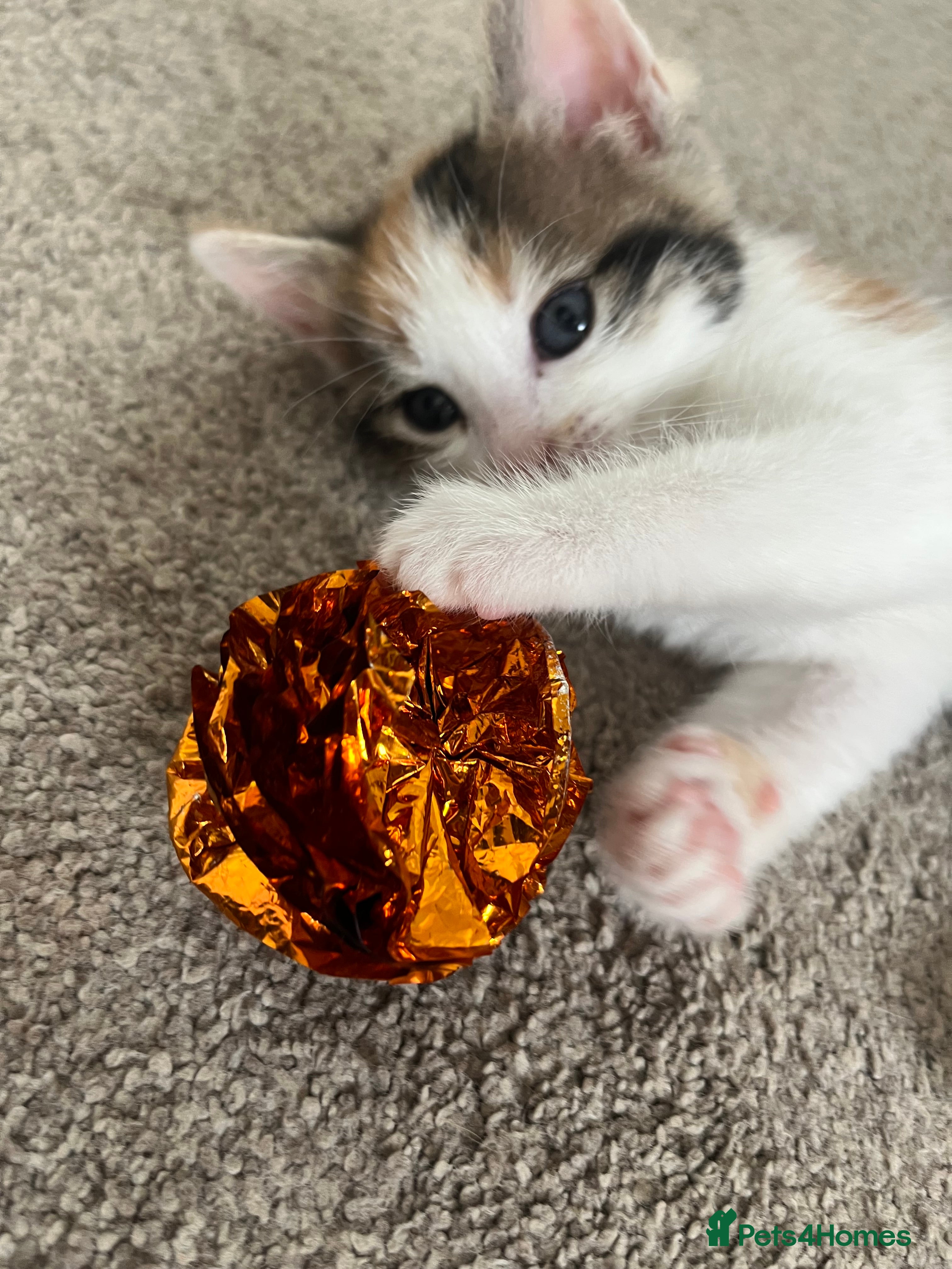 Mixed Breed cats for sale: 6 friendly and playful kittens - Advert 27