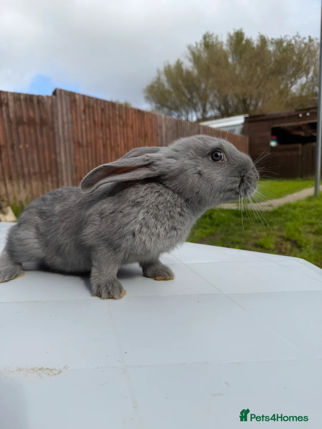 Continental Giant rabbits for sale: Continental giants  - Advert 2
