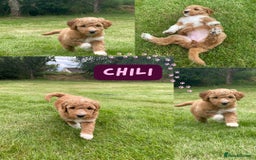 Australian Labradoodle dogs for sale: Australian Labradoodle puppies  - Image 31