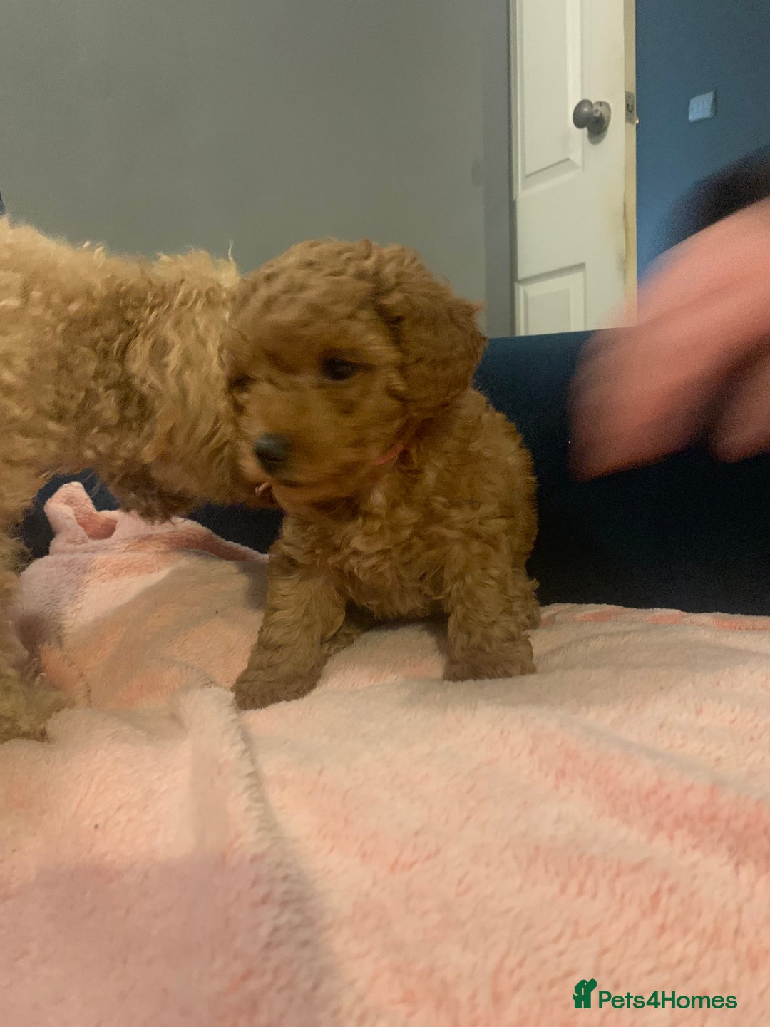 Cavapoo dogs for sale: Toy Cavapoo puppies - Advert 2