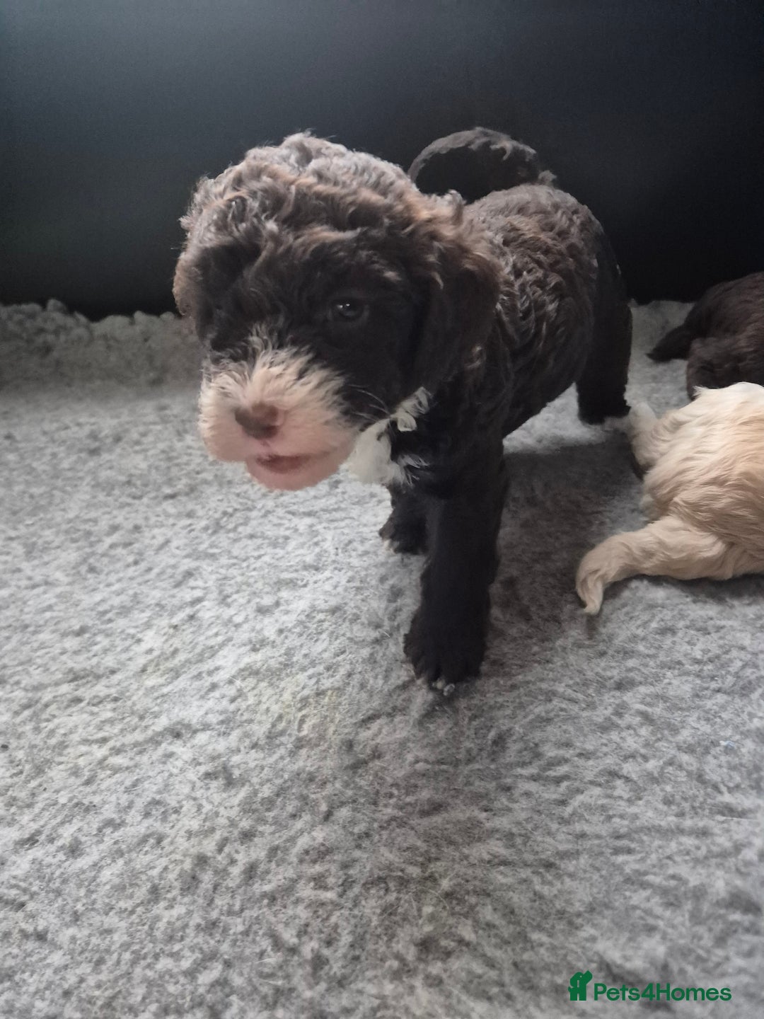 Labradoodle dogs for sale: Stunningly adorable f2b labradoodles! - Advert 21