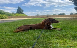Cocker Spaniel dogs for stud: Working cocker spaniel available for stud  - Image 3