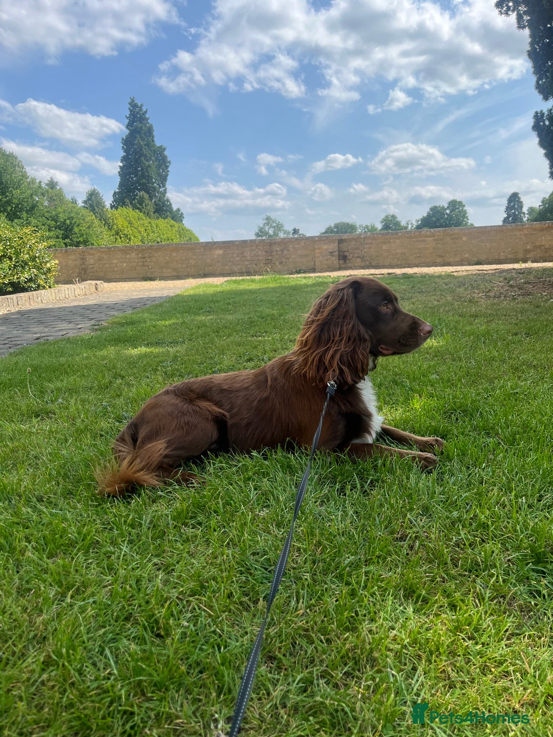 Cocker Spaniel dogs for stud: Working cocker spaniel available for stud  - Image 3