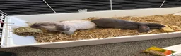 Mini Lop rabbits for sale: 2 Female mini lob rabbits - Advert 3