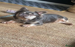 French Bulldog dogs for sale: LONG HAIR FRENCHIE MALE FOR SALE in Stratford-upon-Avon - Image 8