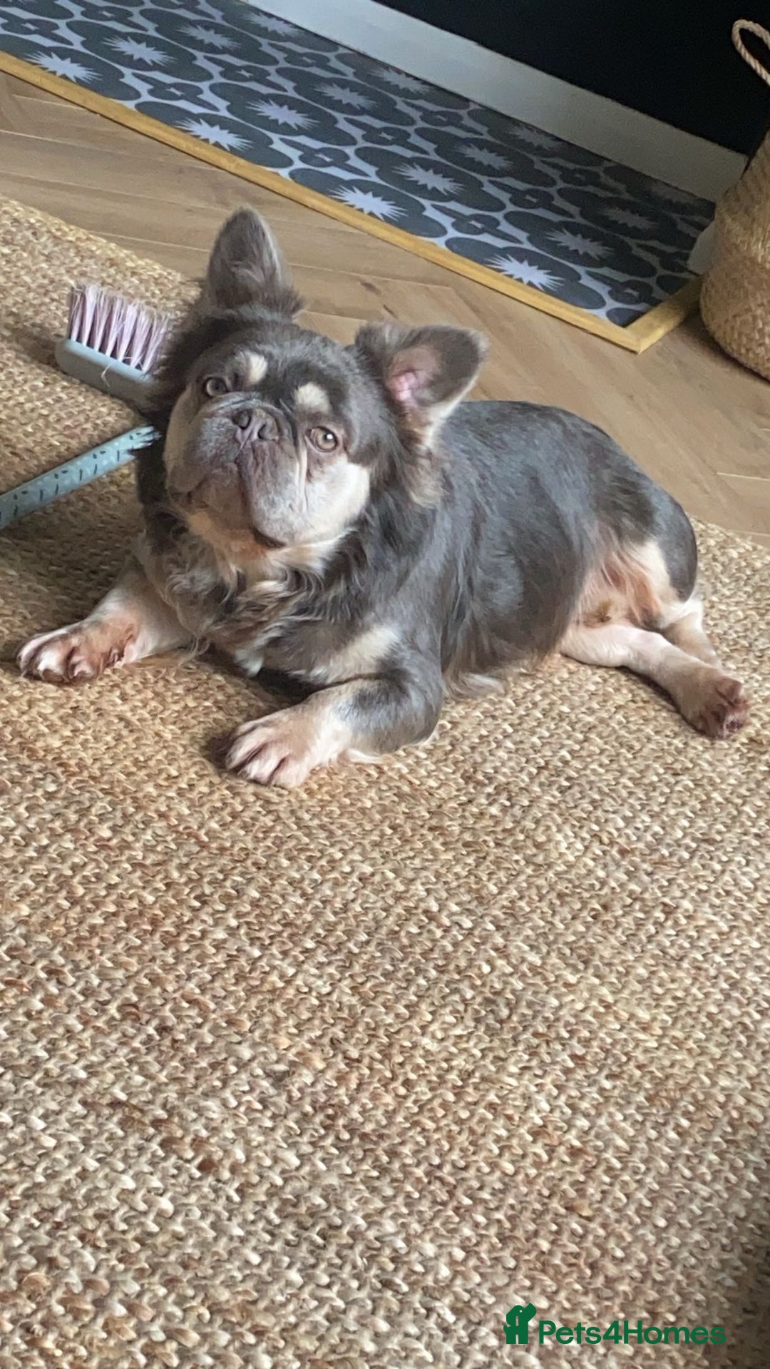 French Bulldog dogs for sale: LONG HAIR FRENCHIE MALE FOR SALE in Stratford-upon-Avon - Image 8