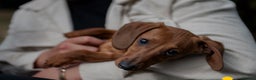 Miniature Dachshund dogs for sale: Puppies due 2nd Jan 2026 - Advert 8