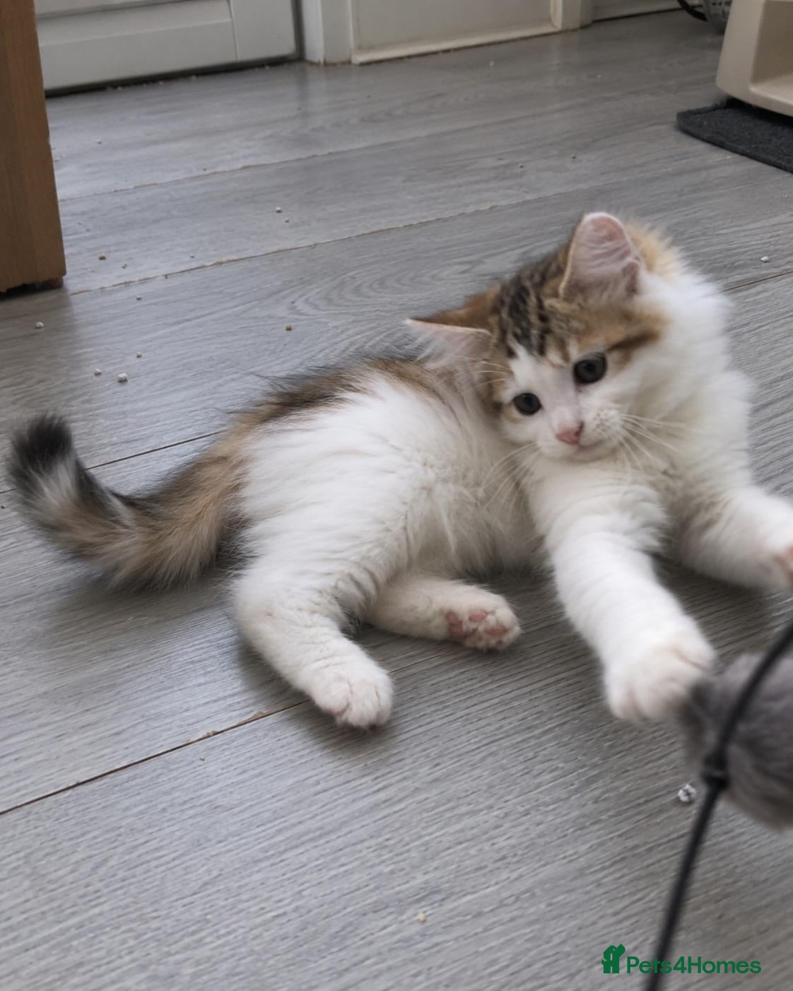 Siberian cats Gorgeous Siberian kitten waiting for you🌞. - Advert 18
