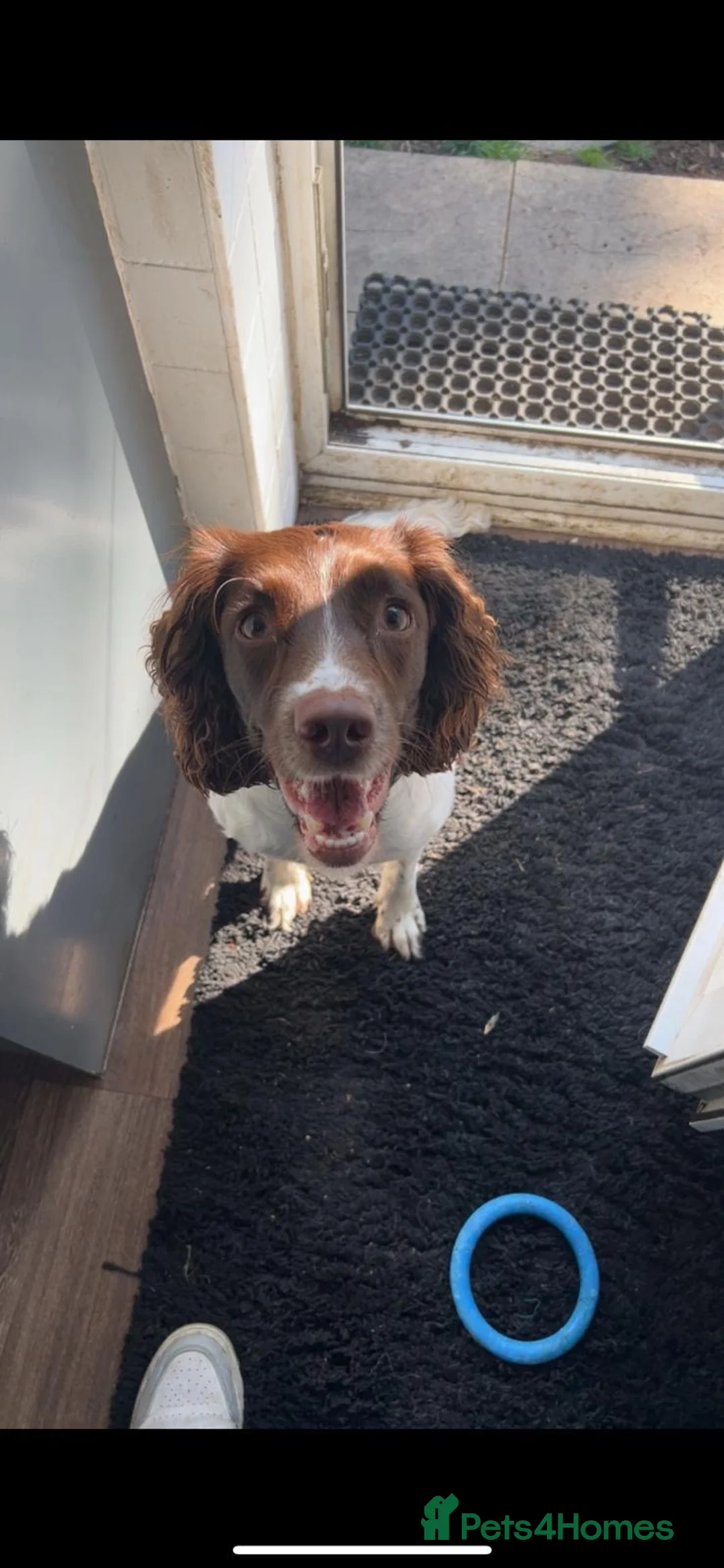 English Springer Spaniel dogs for sale: English springer spaniel puppies - Advert 4
