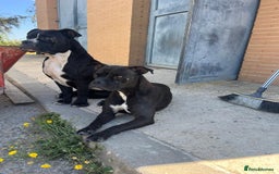 Mixed Breed dogs for adoption: Small Breed Boxer Dogs Need Home 🚨  - Image 6