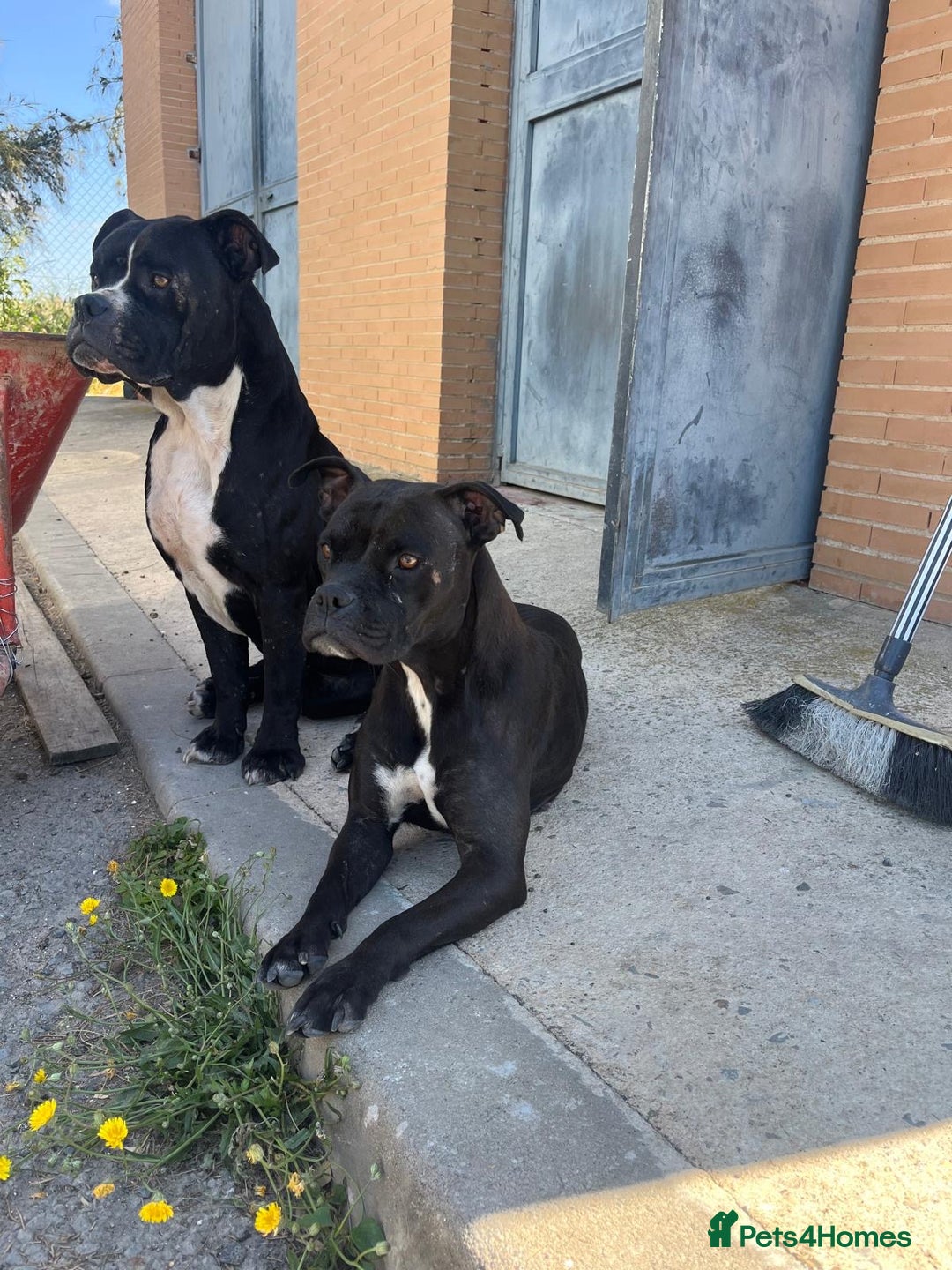 Mixed Breed dogs for adoption: Small Breed Boxer Dogs Need Home 🚨  - Image 6