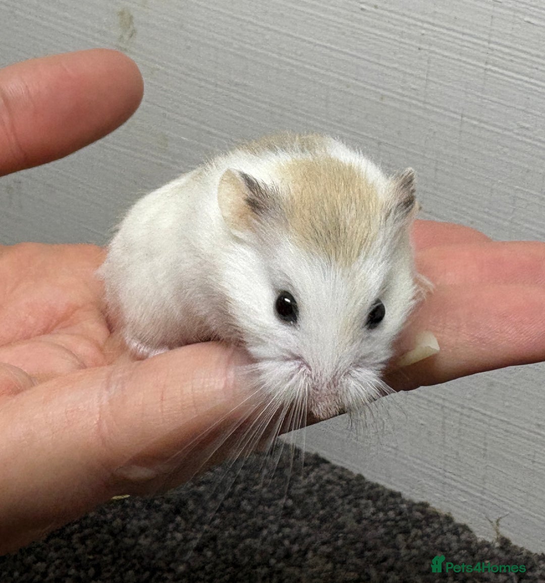 Hamster rodents for sale: Dwarf robrovski hamster babies  - Image 8